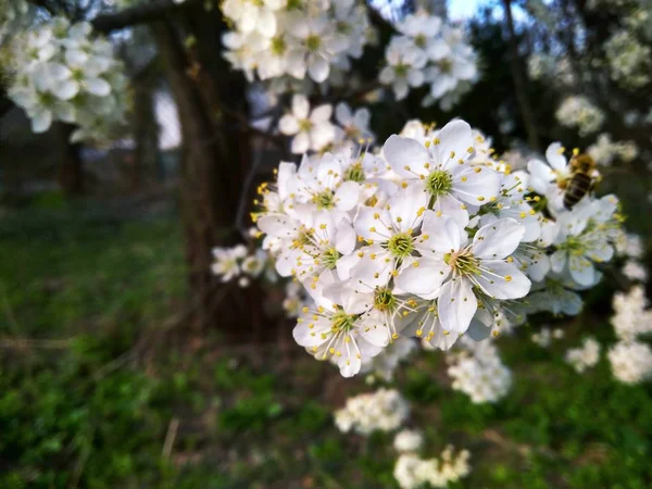 枝に咲く春の白い花、クローズアップ — ストック写真
