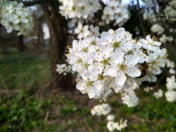 Flores blancas florecientes de primavera en la rama, de cerca — Foto de Stock