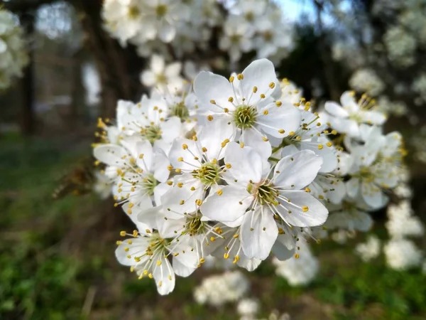 Frühling blühende weiße Blumen auf dem Zweig, Nahaufnahme — Stockfoto