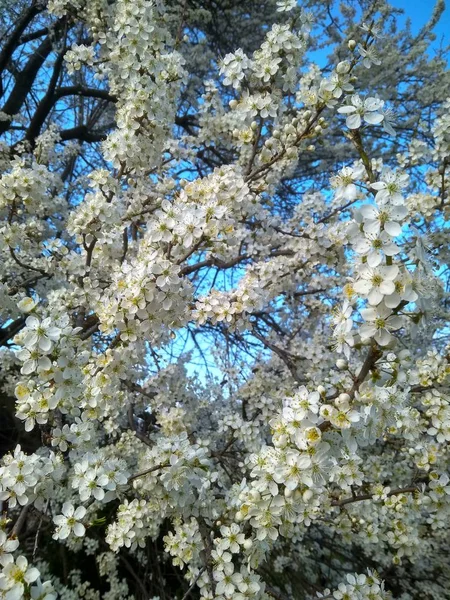 Frühling blühende weiße Blumen auf dem Zweig, Nahaufnahme — Stockfoto