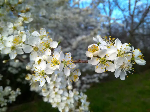 Flores blancas florecientes de primavera en la rama, de cerca — Foto de Stock