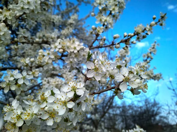 Primavera florescendo flores brancas no ramo, close-up — Fotografia de Stock