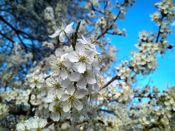 Flores blancas florecientes de primavera en la rama, de cerca — Foto de Stock