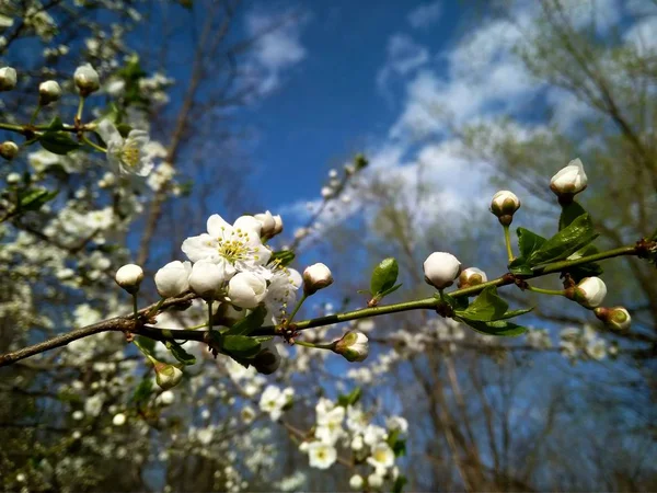 Flores blancas florecientes de primavera en la rama, de cerca — Foto de Stock