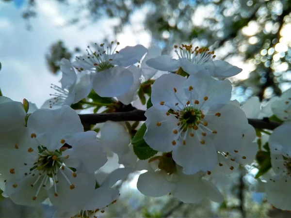 Весна цветет белые цветы на ветке, закрыть — стоковое фото