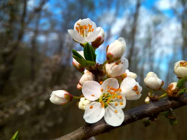 Flores blancas florecientes de primavera en la rama, de cerca — Foto de Stock