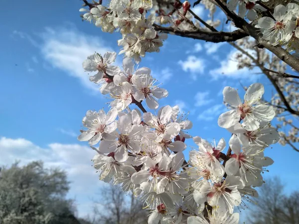 Gałąź z kwitnącymi białymi kwiatami drzewa morelowego — Zdjęcie stockowe
