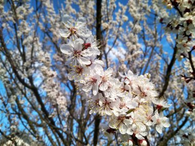 Çiçeklenme beyaz çiçekler kayısı ağacı ile şube