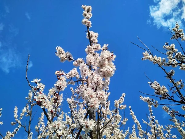 Çiçeklenme beyaz çiçekler kayısı ağacı ile şube — Stok fotoğraf