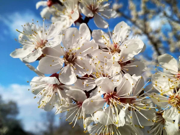 Gałąź z kwitnącymi białymi kwiatami drzewa morelowego — Zdjęcie stockowe