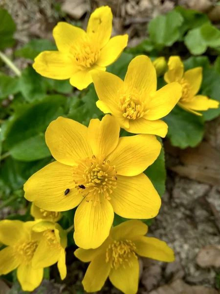 Schöne gelbe Frühlingswildblume im Wald aus nächster Nähe — Stockfoto