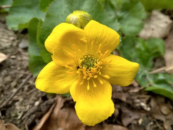 아름 다운 노란 봄 숲에 야생 꽃 가까이 — 스톡 사진