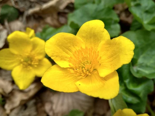 美丽的黄色春天野花在森林关闭 — 图库照片
