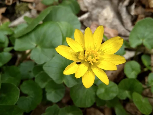 아름 다운 노란 봄 숲에 야생 꽃 가까이 — 스톡 사진