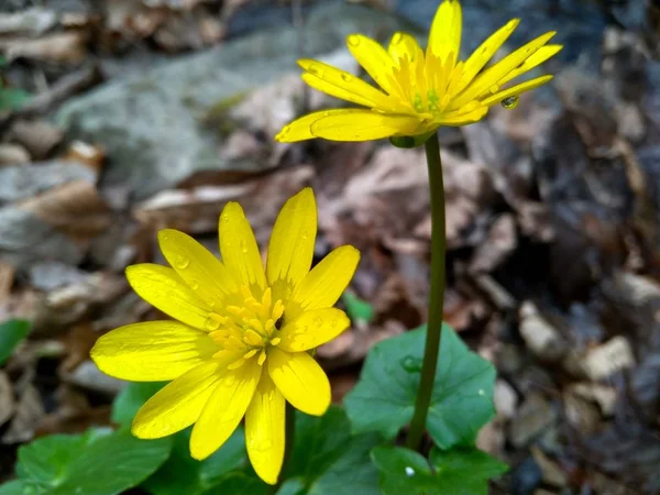 Bela primavera amarela flor selvagem na floresta perto — Fotografia de Stock