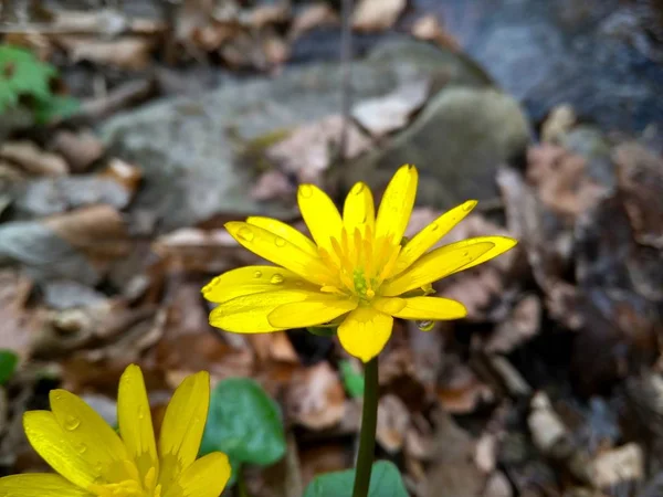 Krásná žlutá jarní divoká květina v lese zblízka — Stock fotografie