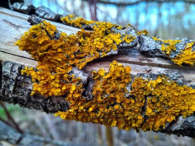 Şube ağacı mavi ve sarı liken yakın kadar bulaşmış