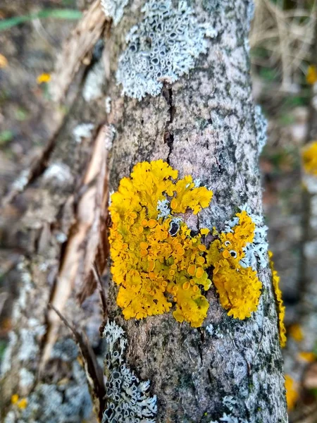 Árbol de ramas infectado con liquen azul y amarillo de cerca —  Fotos de Stock