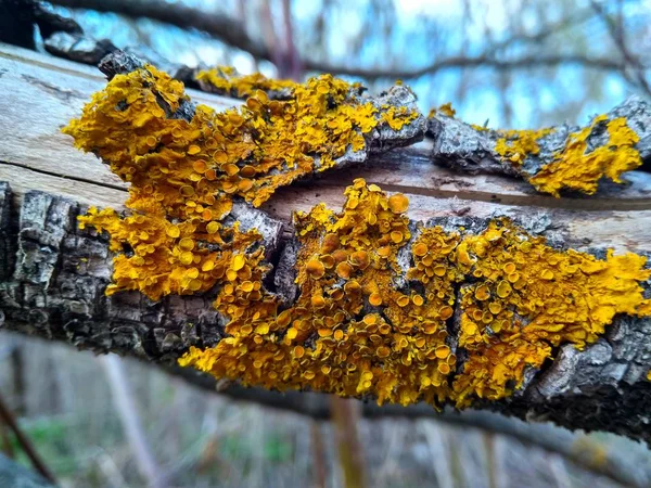 Árvore ramo infectado com líquen azul e amarelo de perto — Fotografia de Stock