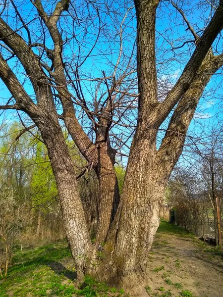 Ormanda büyük eski ceviz ağacı — Stok fotoğraf