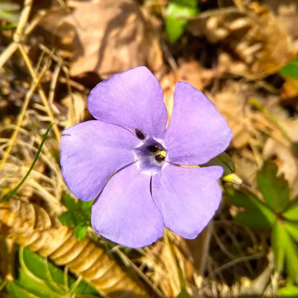 Ormanda Periwinkle bitki bir mavi çiçek — Stok fotoğraf