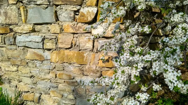 Branche de prune cerise avec de belles fleurs blanches — Photo