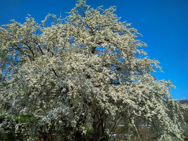 Branche de prune cerise avec de belles fleurs blanches — Photo