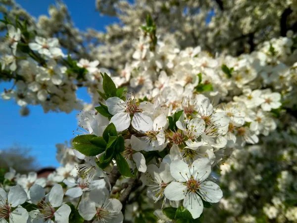 美しい白い花を持つ桜梅の枝 — ストック写真