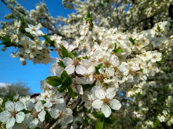 Branche de prune cerise avec de belles fleurs blanches — Photo
