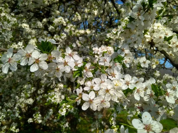 Ramo de ameixa de cereja com belas flores brancas — Fotografia de Stock
