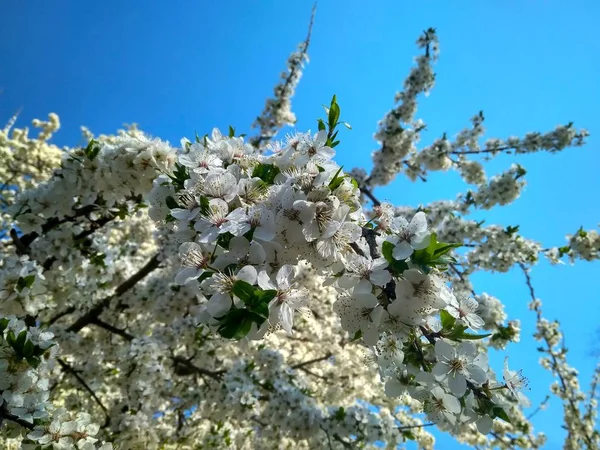 Branche de prune cerise avec de belles fleurs blanches — Photo