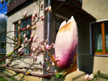Bahçede güzel ilk bahar çiçek manolya