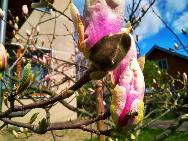 Linda primeira primavera flor magnólia no jardim — Fotografia de Stock