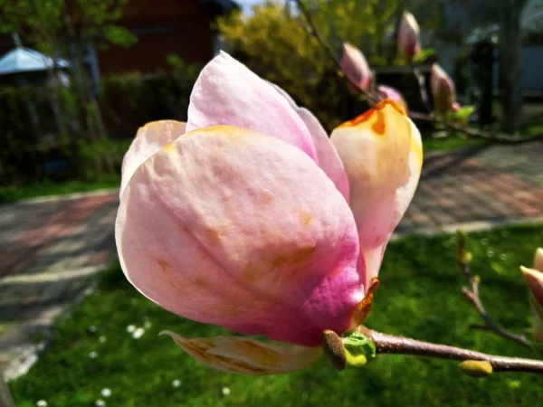 Piękny pierwszy Wiosenny kwiat Magnolia w ogrodzie — Zdjęcie stockowe