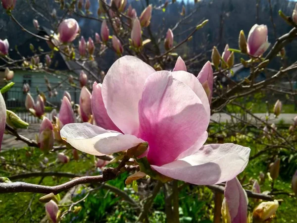 Piękny pierwszy Wiosenny kwiat Magnolia w ogrodzie — Zdjęcie stockowe