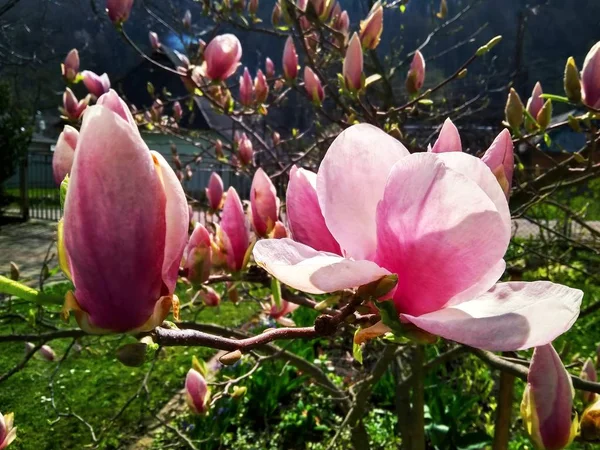 Beautiful first spring flower magnolia in garden — Stock Photo, Image