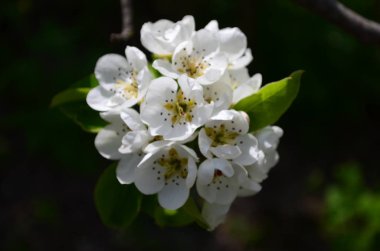 beyaz çiçekler ve tomurcukları ile armut dalı yakın