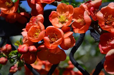 Dalüzerinde chaenomeles turuncu çiçekler ve tomurcukları
