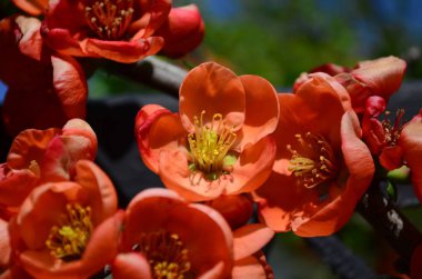 Dalüzerinde chaenomeles turuncu çiçekler ve tomurcukları