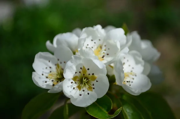 Rama de pera con flores blancas y brotes de cerca —  Fotos de Stock