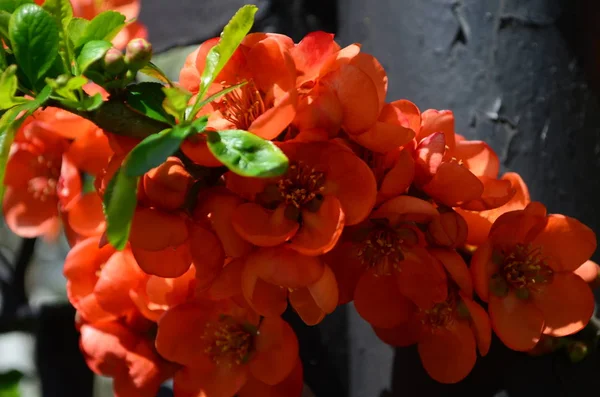 Oranje bloemen en toppen van Chaenomeles op tak — Stockfoto