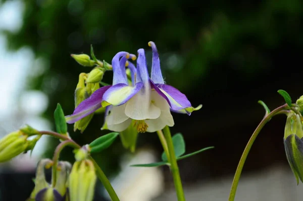 Primer plano imagen de Crimson Star Columbine flores en un jardín . —  Fotos de Stock