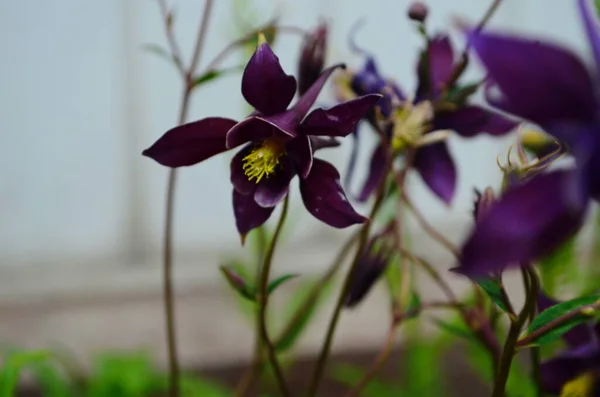 크림슨 스타 컬럼 바인 이 정원에서 꽃을 피우는 모습을 가까이 서 본 모습. — 스톡 사진