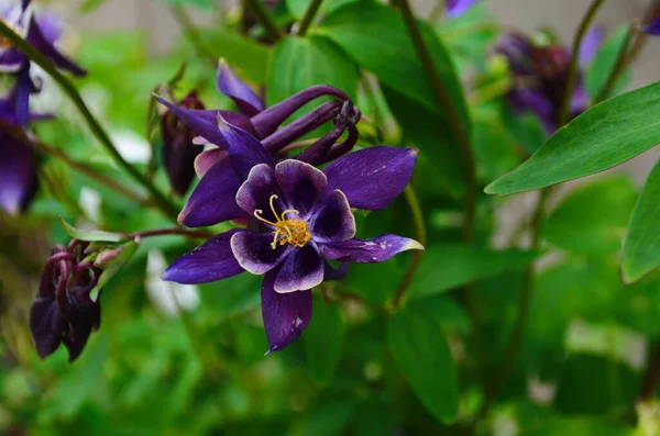 Primer plano imagen de Crimson Star Columbine flores en un jardín . —  Fotos de Stock