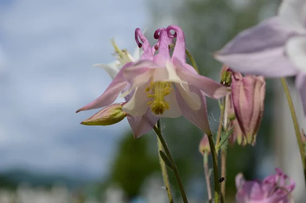 クリムゾン・スター・コロンバインの花のイメージを閉じます。. — ストック写真