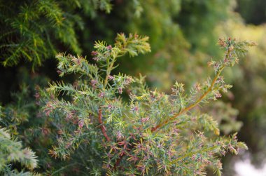 Yeşil Mazı ağacının dalları arka plan. Doğal iğneler zemin, parlak yeşil doku