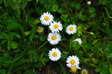 Papatyalar, yeşil bir çayırdaki çiçekler - bahar, bellis perennis,