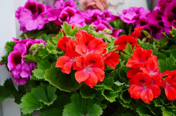 Bloeiende Geranium Varios Kleuren Close — Stockfoto