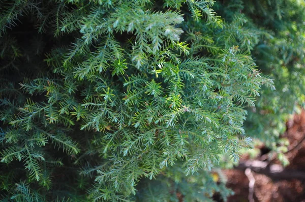 Gröna Thuja Träd Grenar Bakgrund Naturliga Nålar Bakgrund Ljusa Vintergröna — Stockfoto