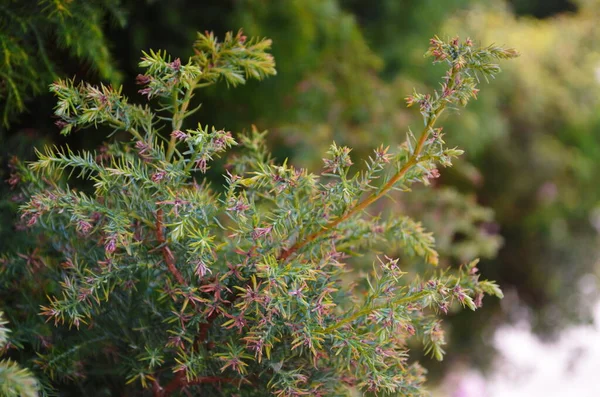 Zöld Thuja Ágak Háttere Természetes Tűk Hátteret Fényes Örökzöld Textúra — Stock Fotó